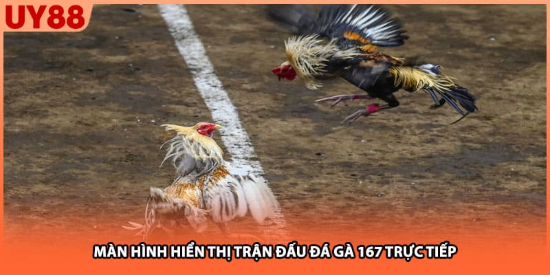 Màn hình hiển thị trận đấu đá gà 167 trực tiếp