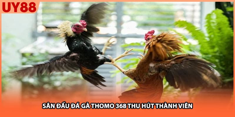 Sân đấu đá gà Thomo 368 thu hút thành viên