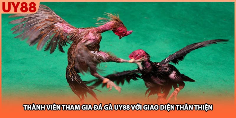 Thành viên tham gia đá gà UY88 với giao diện thân thiện